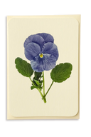 Pansy IV Greeting Card