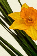 Posy of Daffodils Greeting Card