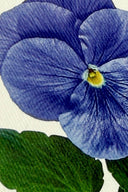 Pansy IV Greeting Card