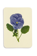 Pansy IV Greeting Card