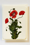 Wild Poppies Greeting Card