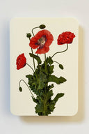 Wild Poppies Greeting Card