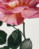 Pink Rose Greeting Card - Obus Online