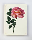 Pink Rose Greeting Card - Obus Online