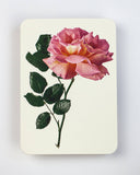 Pink Rose Greeting Card - Obus Online