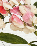 Pink Sweet Peas Greeting Card - Obus Online