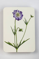 Scabiosa Greeting Card - Obus Online