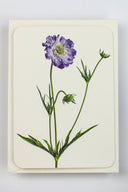 Scabiosa Greeting Card - Obus Online