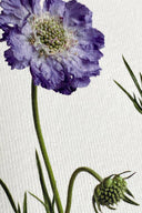 Scabiosa Greeting Card - Obus Online
