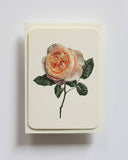 Soft Peach Rose Greeting Card - Obus Online